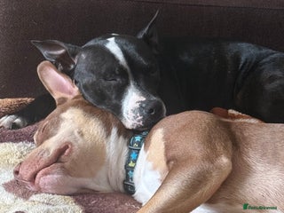 Staffordshire Bull Terrier dogs - Advert 5