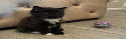 British Shorthair cats for sale: 6 stunning kittens - Advert 13