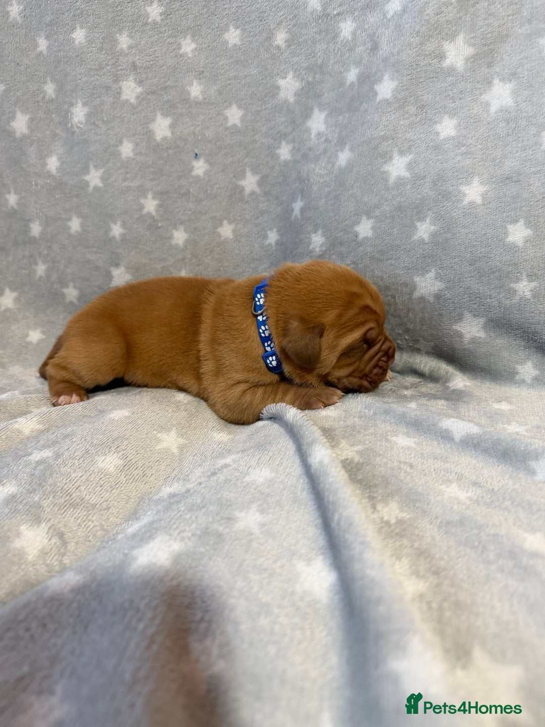 Dogue De Bordeaux dogs for sale: Beautiful Dogue De Bordeaux Puppies - Advert 9