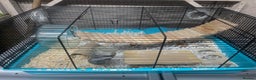 Mouse rodents for sale: Male mice for re-homing - Advert 7