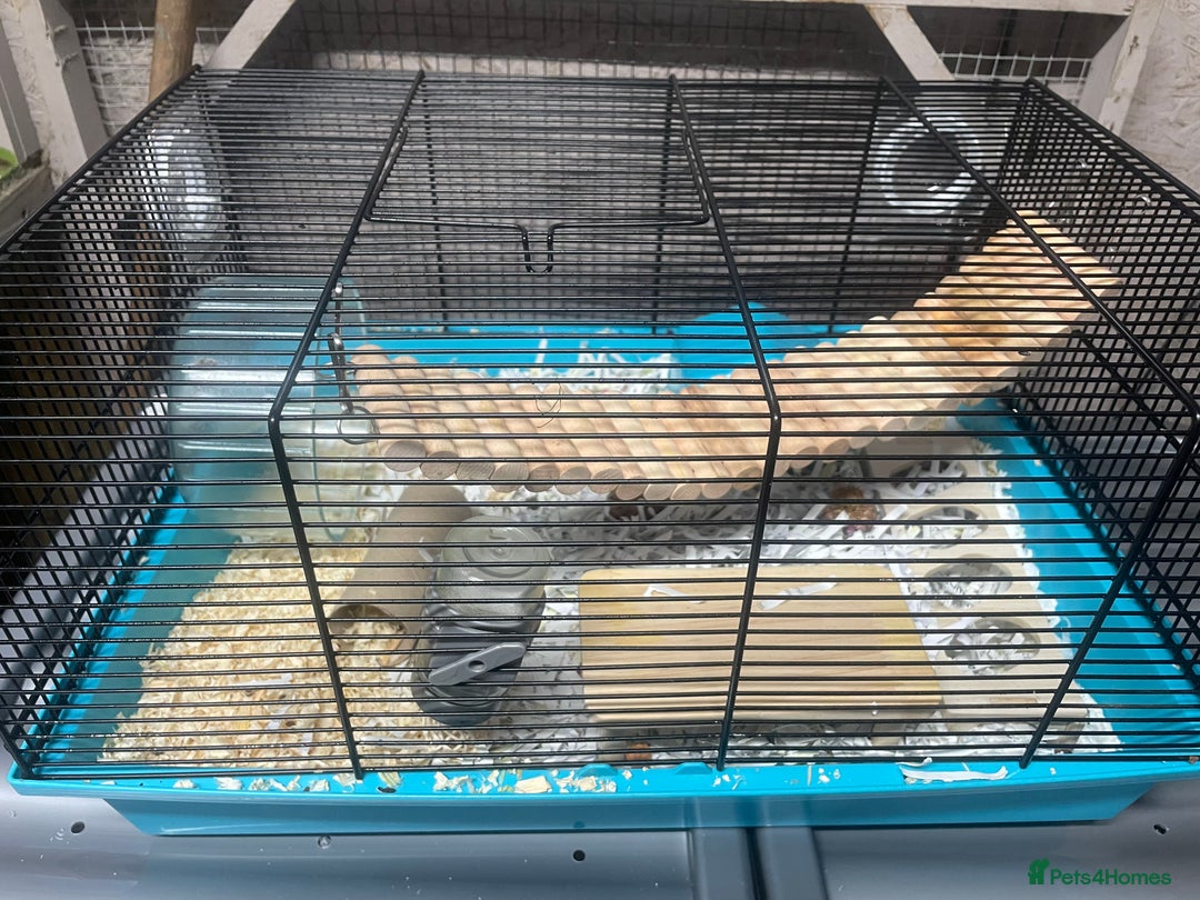 Mouse rodents for sale: Male mice for re-homing - Advert 7