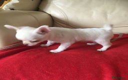 Chihuahua dogs for sale: Two stunning white chihuahuas - Image 8