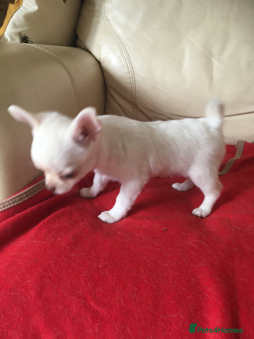 Chihuahua dogs for sale: Two stunning white chihuahuas - Image 8