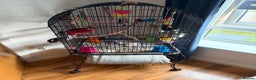 Parakeets birds for sale: Crimson rosella with cage  - Advert 2