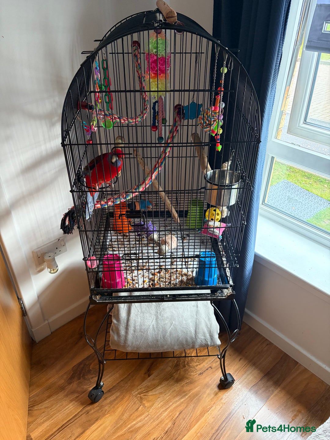 Parakeets birds for sale: Crimson rosella with cage  - Advert 2