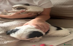 Shih Tzu dogs for sale: 5 Beautiful shihtzu  puppies for sale 2xM 3xF - Image 28