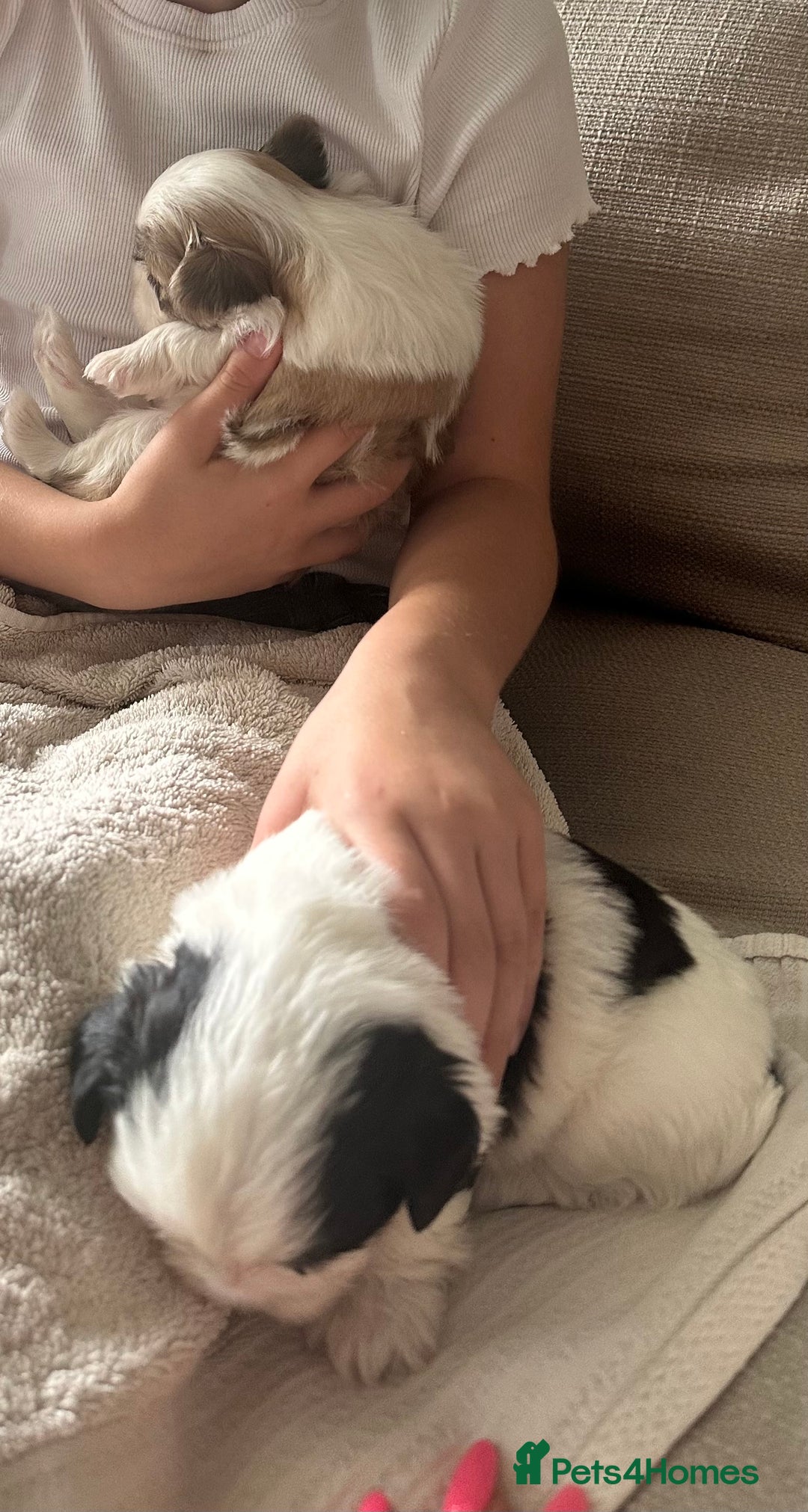 Shih Tzu dogs for sale: 5 Beautiful shihtzu  puppies for sale 2xM 3xF - Image 28