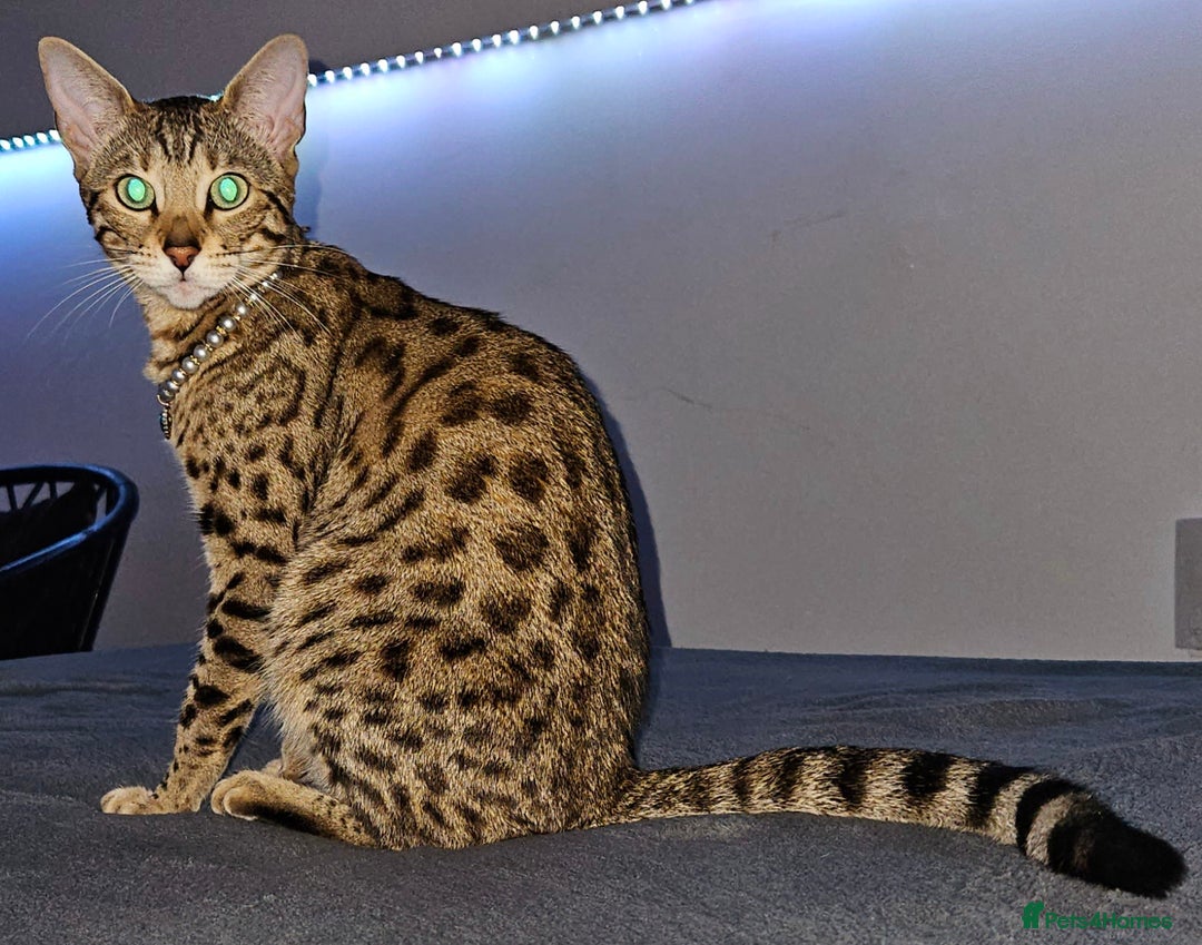 Bengal cats for sale: Bengal kittens  - Advert 25