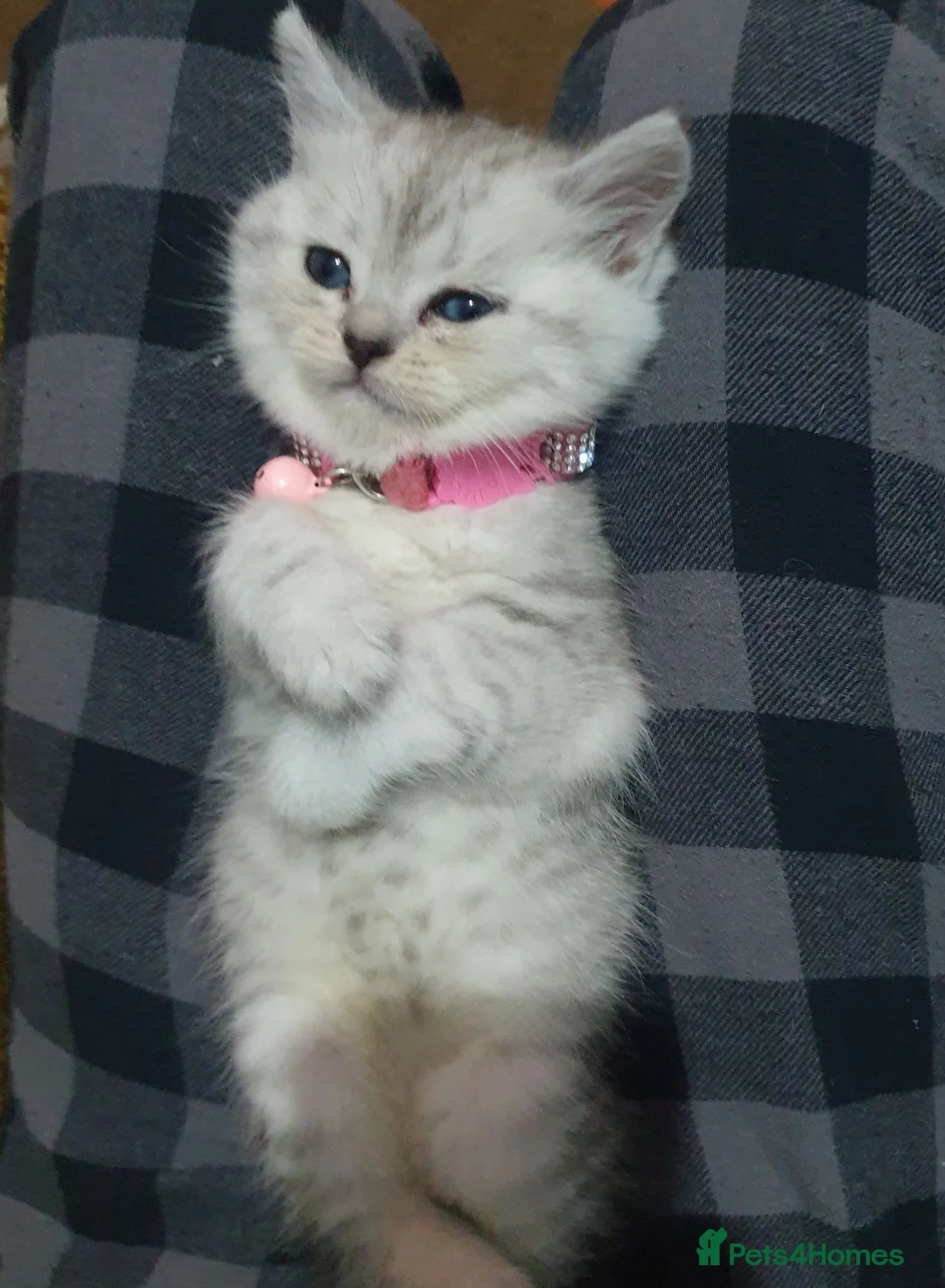 Scottish Fold cats for sale: Pure bred Scottish fold - Advert 23