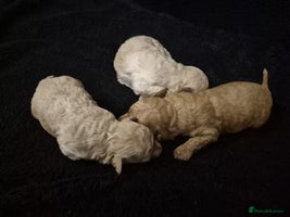 Poochon dogs Poochon Puppies 🐩🐾 - Advert 11