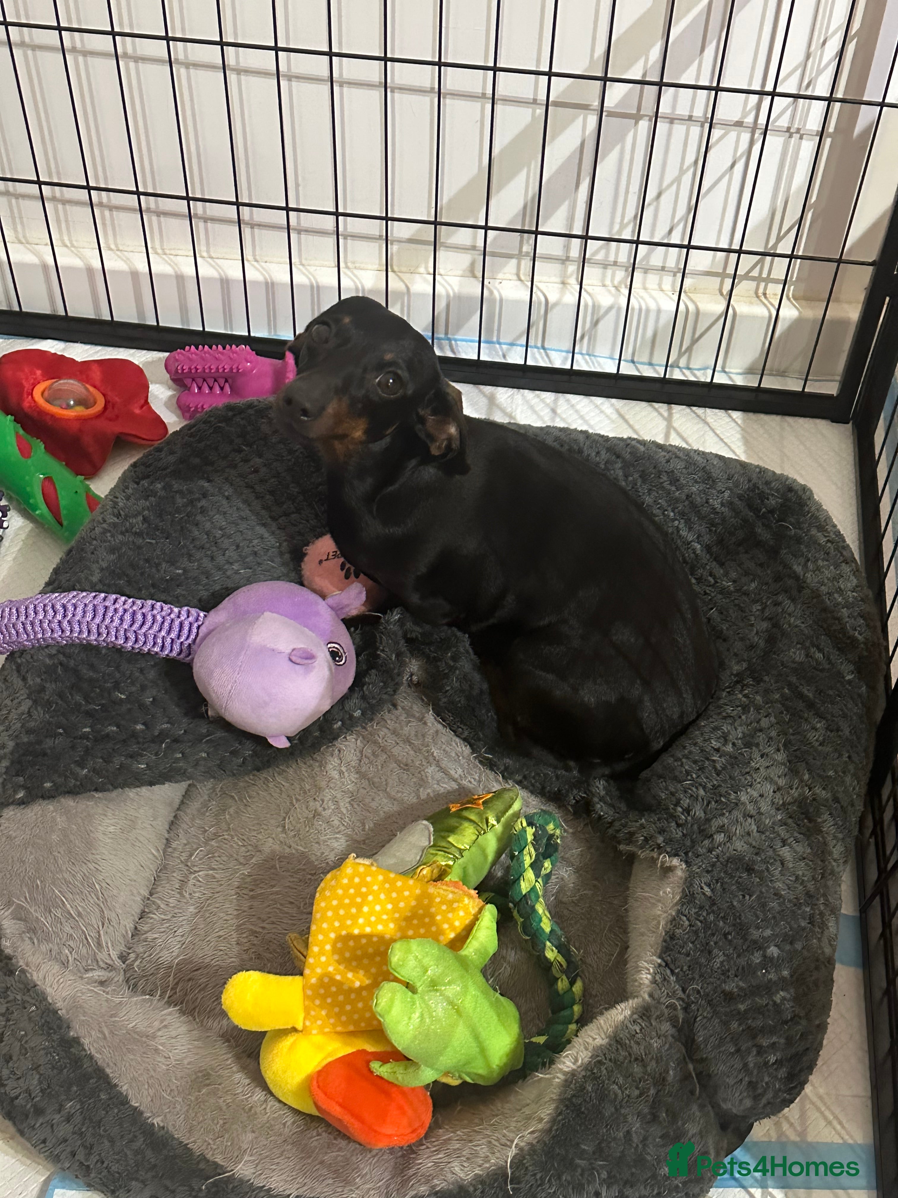 Miniature Dachshund dogs Lovely miniature female dachshund  - Advert 13