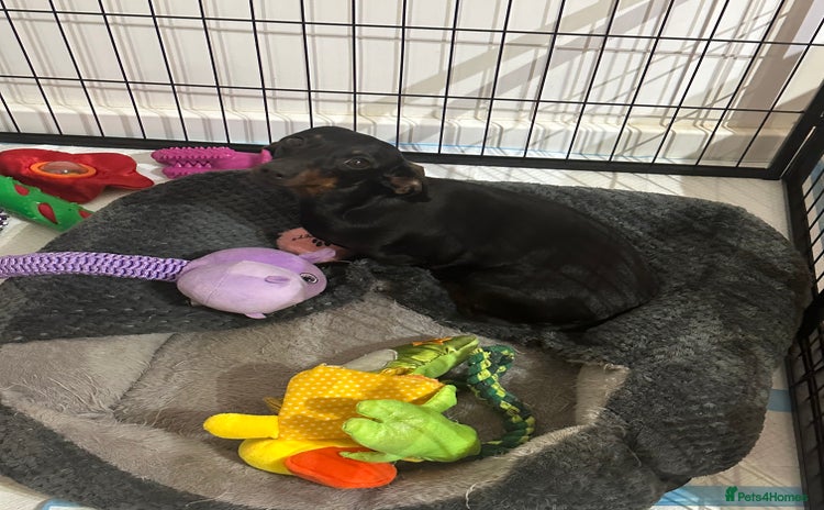 Miniature Dachshund dogs - Advert 1