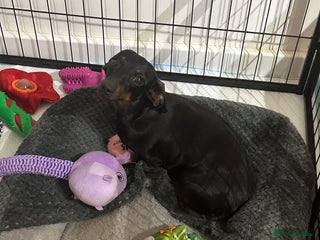 Miniature Dachshund dogs for sale - Advert 1
