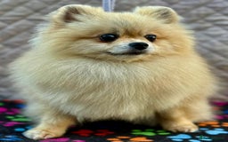 Pomeranian dogs for adoption: Dolce’s Story: From Brokenness to Hope - Image 1