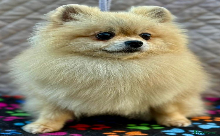 Pomeranian dogs - Advert 10