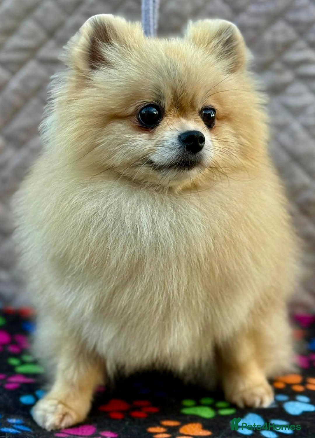 Pomeranian dogs for adoption: Dolce’s Story: From Brokenness to Hope - Image 1