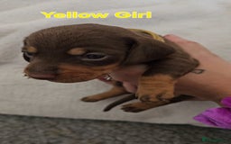 Miniature Dachshund dogs for sale: 4 week old Miniature Dachshunds - Image 9