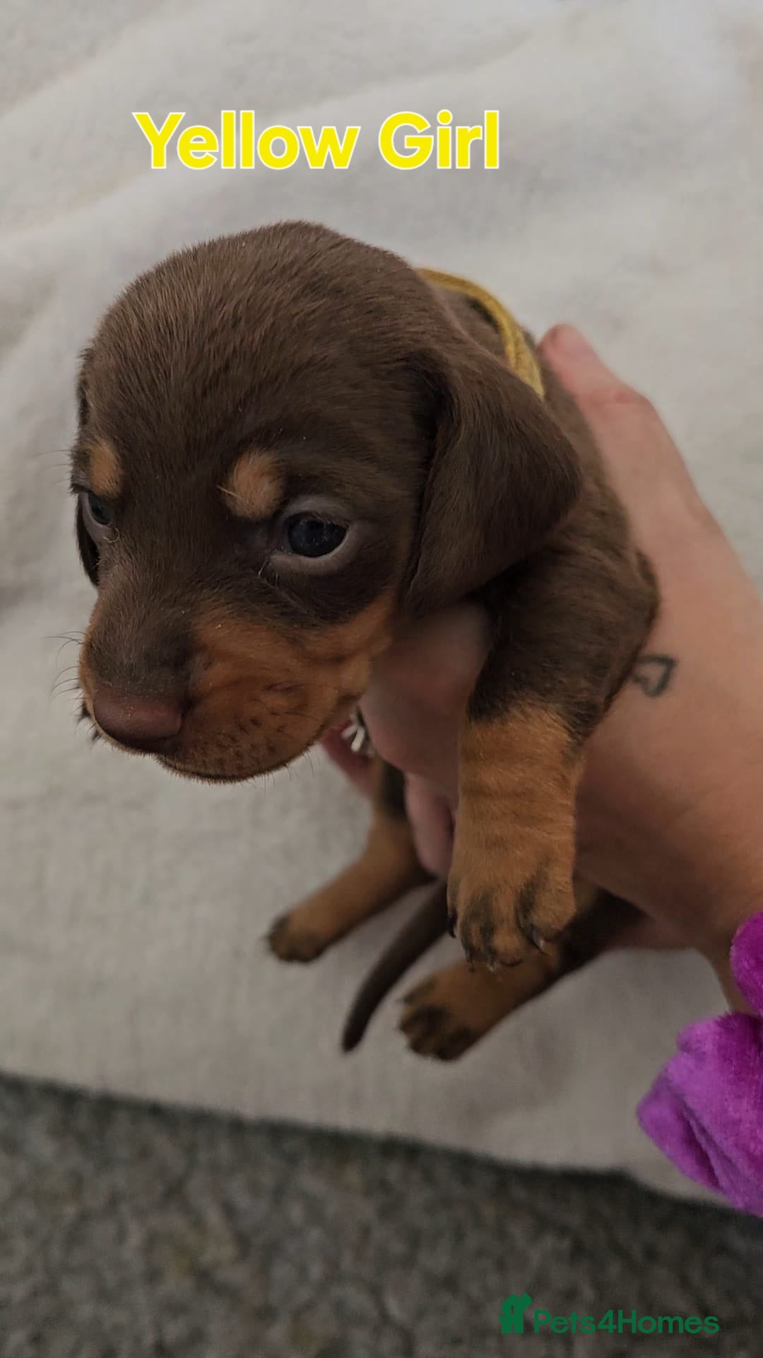 Miniature Dachshund dogs for sale: 4 week old Miniature Dachshunds - Image 9