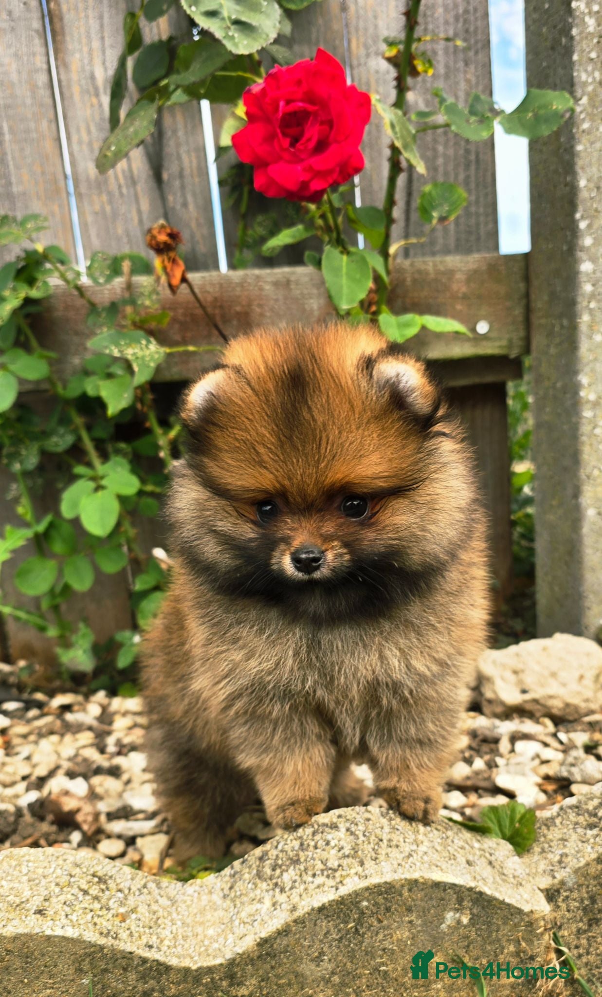 Pomeranian dogs *Beautiful dna clear pedigree boy pomeranian* - Advert 2