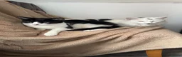 Mixed Breed cats for sale: Looking for a forever home  - Advert 2