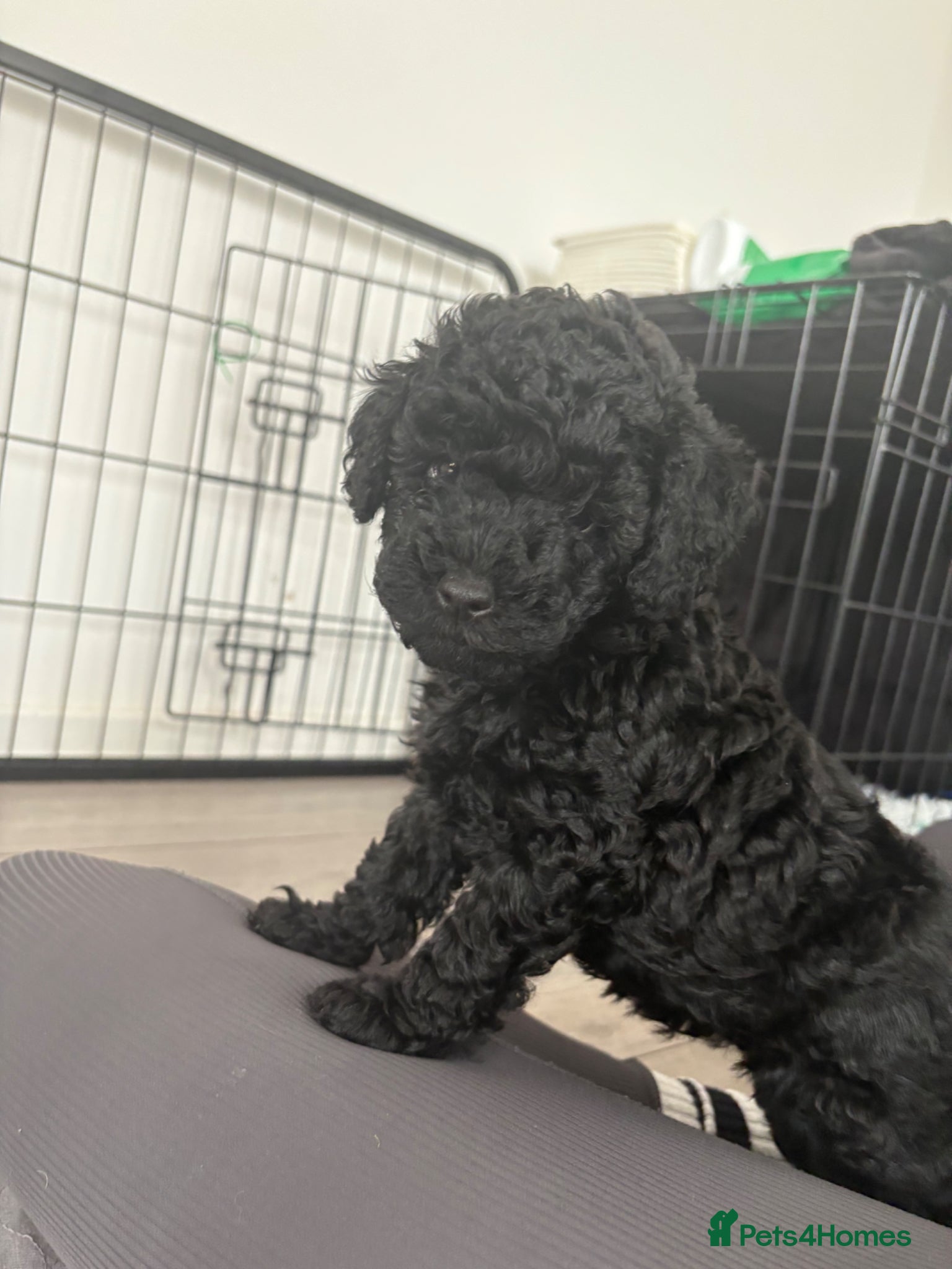 Toy Poodle dogs Tiny Toy poodle - One black female left !!  - Advert 7