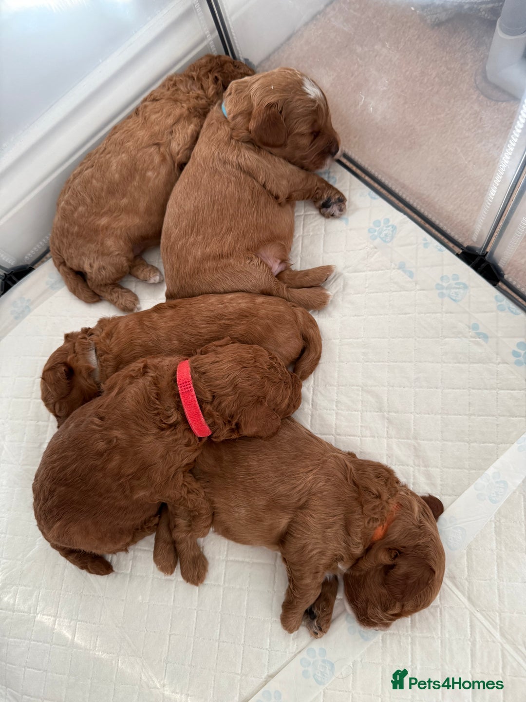 Cockapoo dogs for sale: Championship bloodline F1B toy Cockapoos  - Advert 24