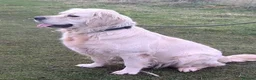 Golden Retriever dogs for sale: Kc reg cream 3 year old female  - Advert 4