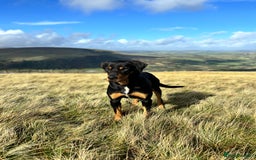 Huntaway dogs for sale: CHUNKY HUNTAWAY PUPPIES FOR SALE  - Image 13