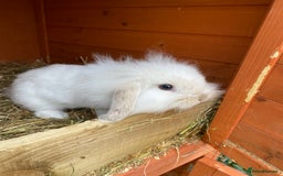 Mini Lion Lop rabbits for sale: Baby male rabbits ready now  - Image 3