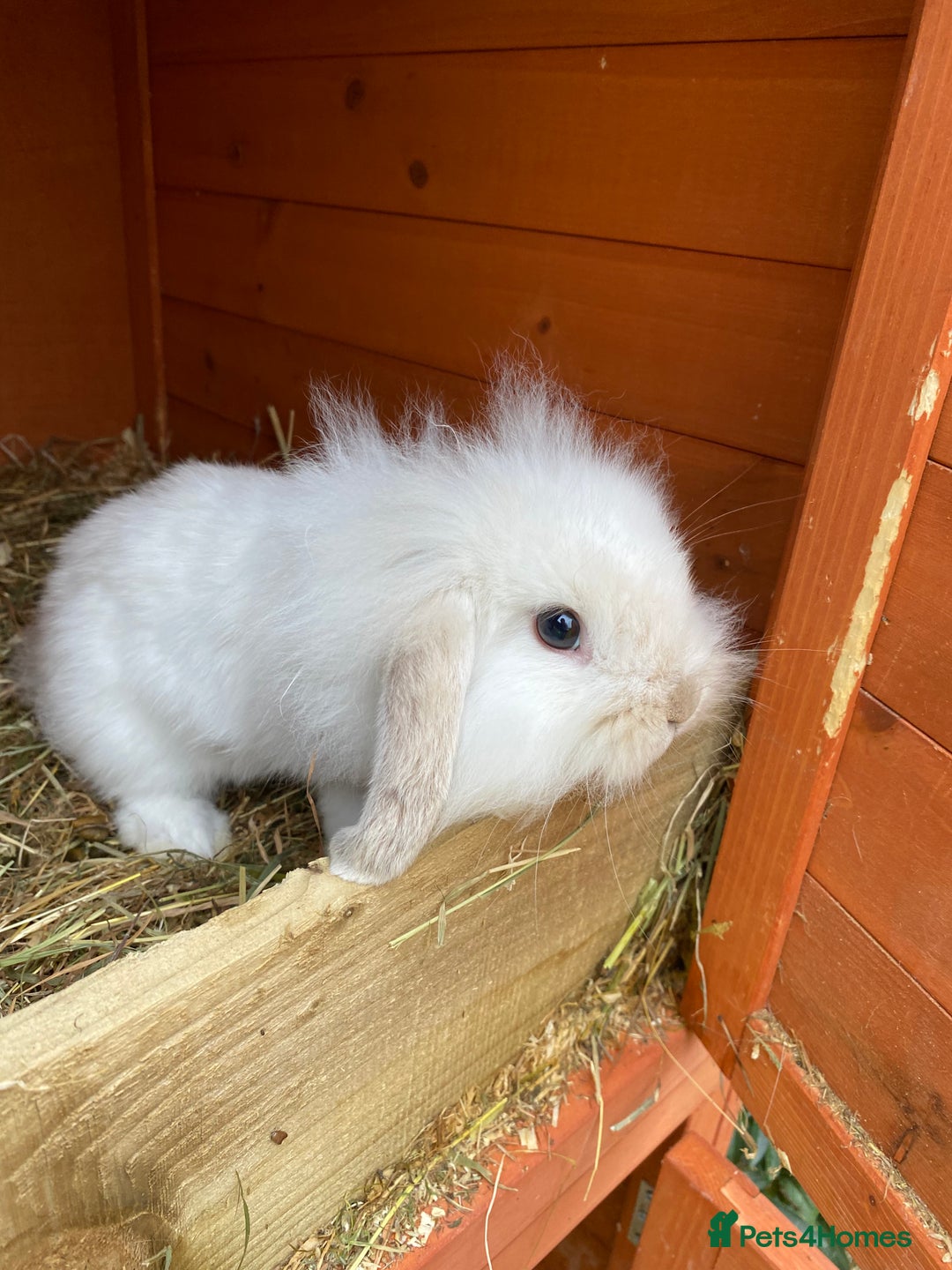 Mini Lion Lop rabbits for sale: Baby male rabbits ready now  - Image 3