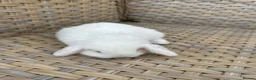Mini Lop rabbits for sale: Blue eyed white mini lops. - Advert 3