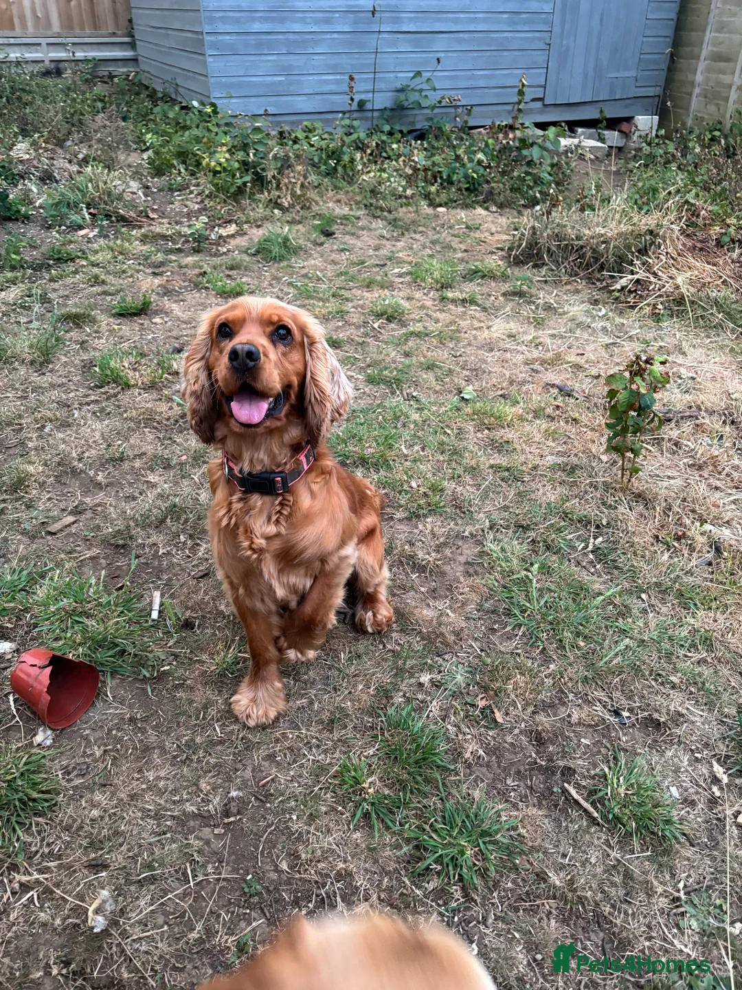 Cocker Spaniel dogs for stud: Proven male cocker spaniel  - Advert 4