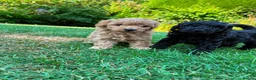 Toy Poodle dogs for sale: Stunning litter of Toy Poodles  - Advert 6