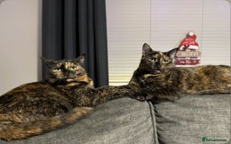 British Shorthair cats for sale: Tortoiseshell cats Lily & Rosie - Image 1