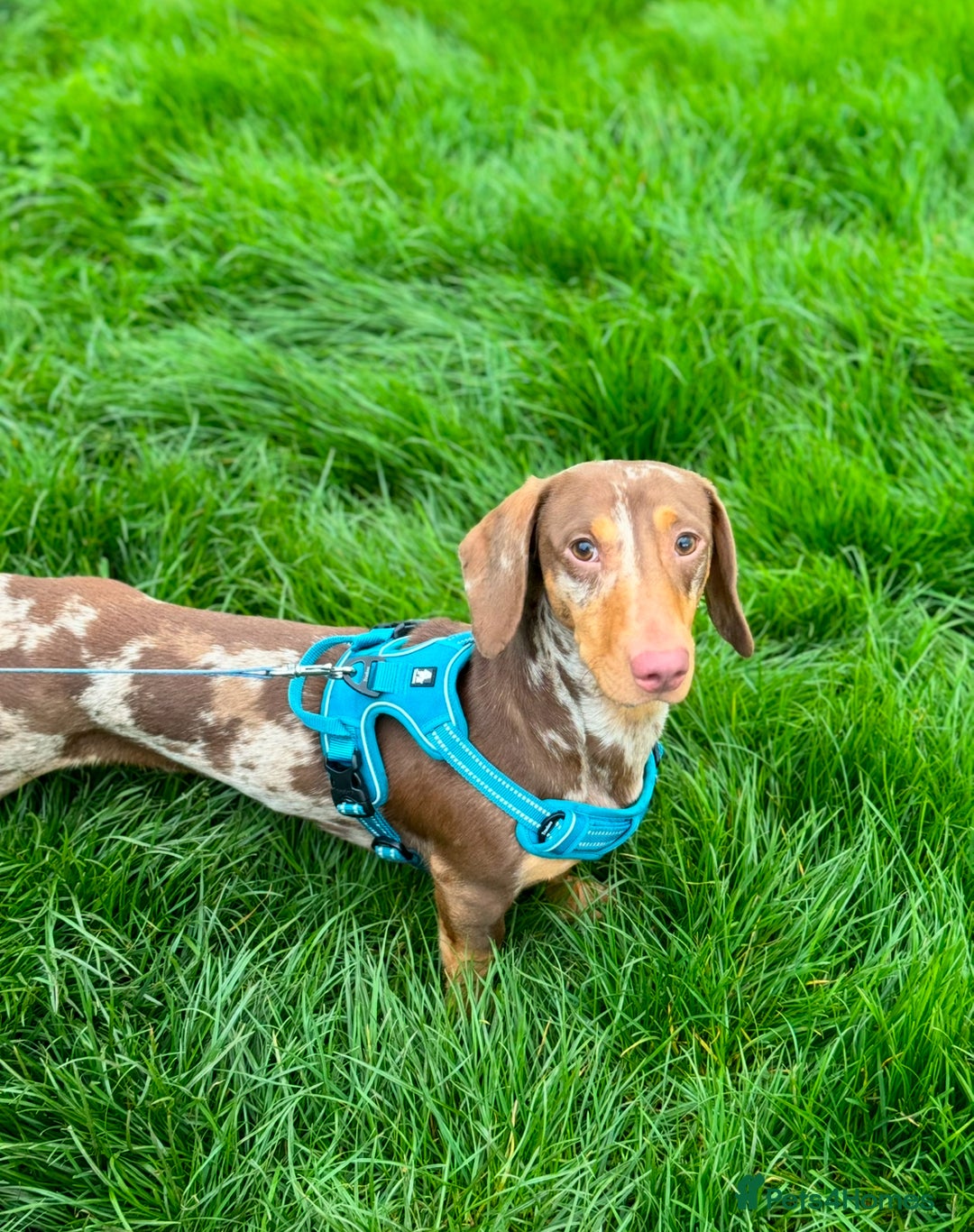 Dachshund dogs for sale: Male dachshund  - Image 7