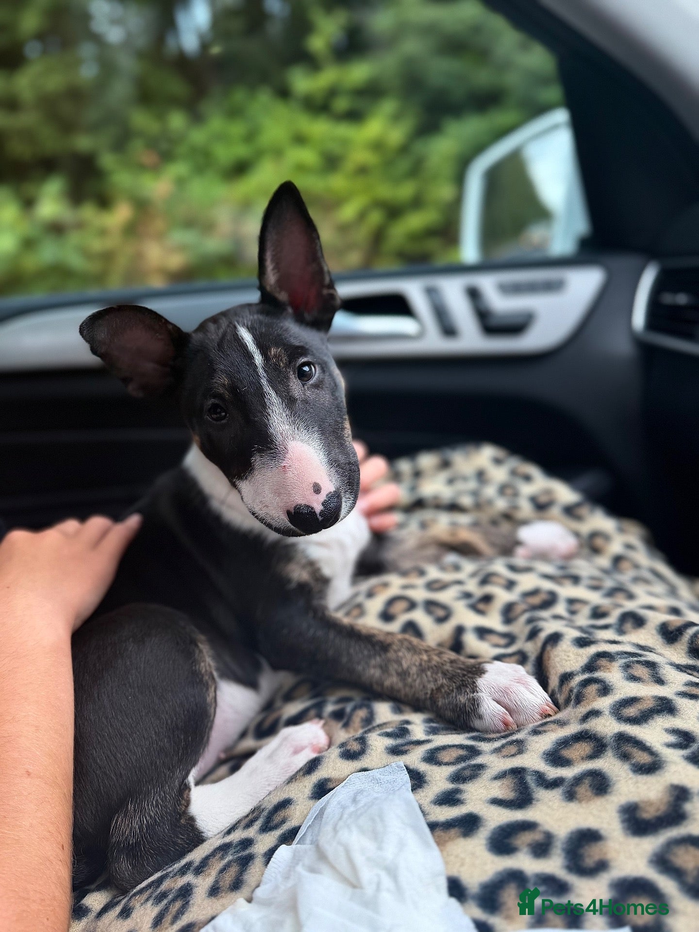 English Bull Terrier dogs Champion Bloodline English Bull Terrier Puppies - Advert 5