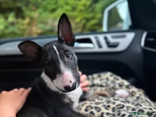 English Bull Terrier dogs Champion Bloodline English Bull Terrier Puppies - Advert 5