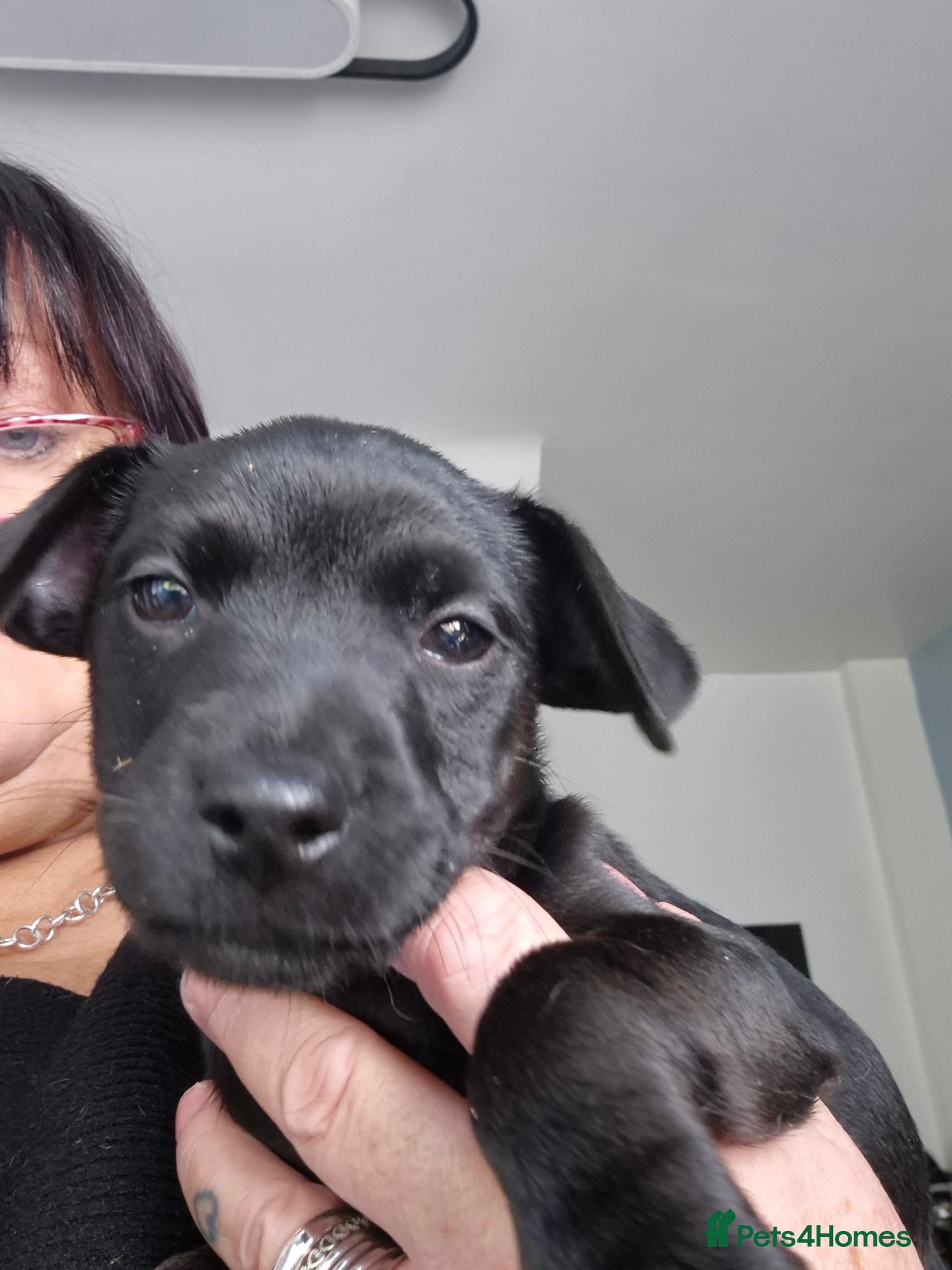 Mixed Breed dogs Patterdale/lakeland mix pups. - Advert 1