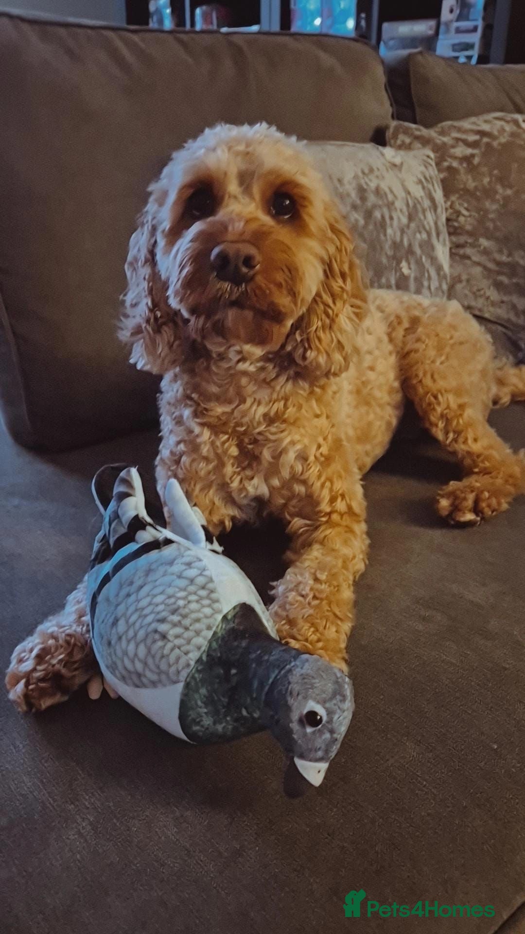 Cockapoo dogs for sale: Beautiful cockapoo puppies  - Image 13