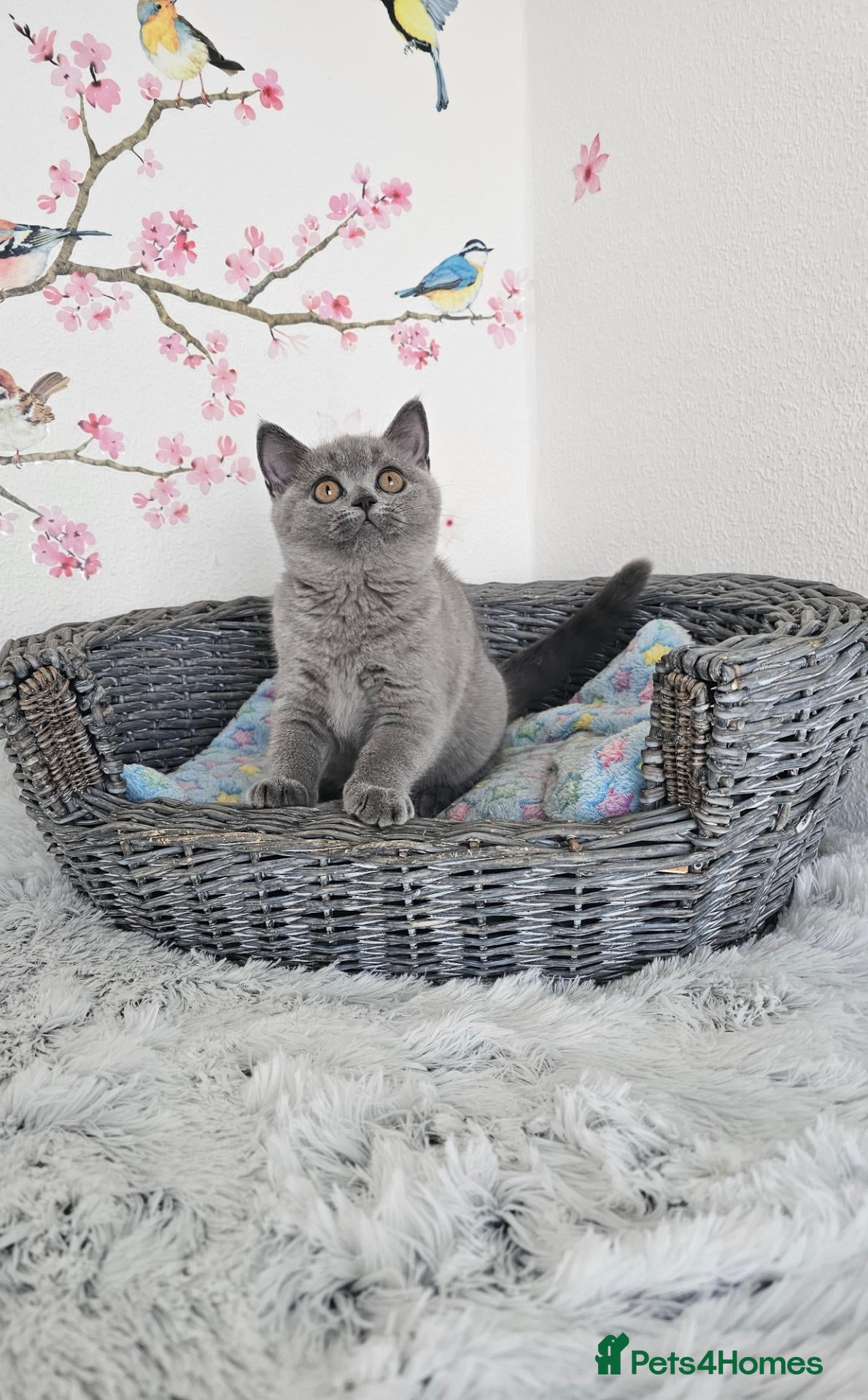 British Shorthair cats British Shorthair Kittens - Advert 1