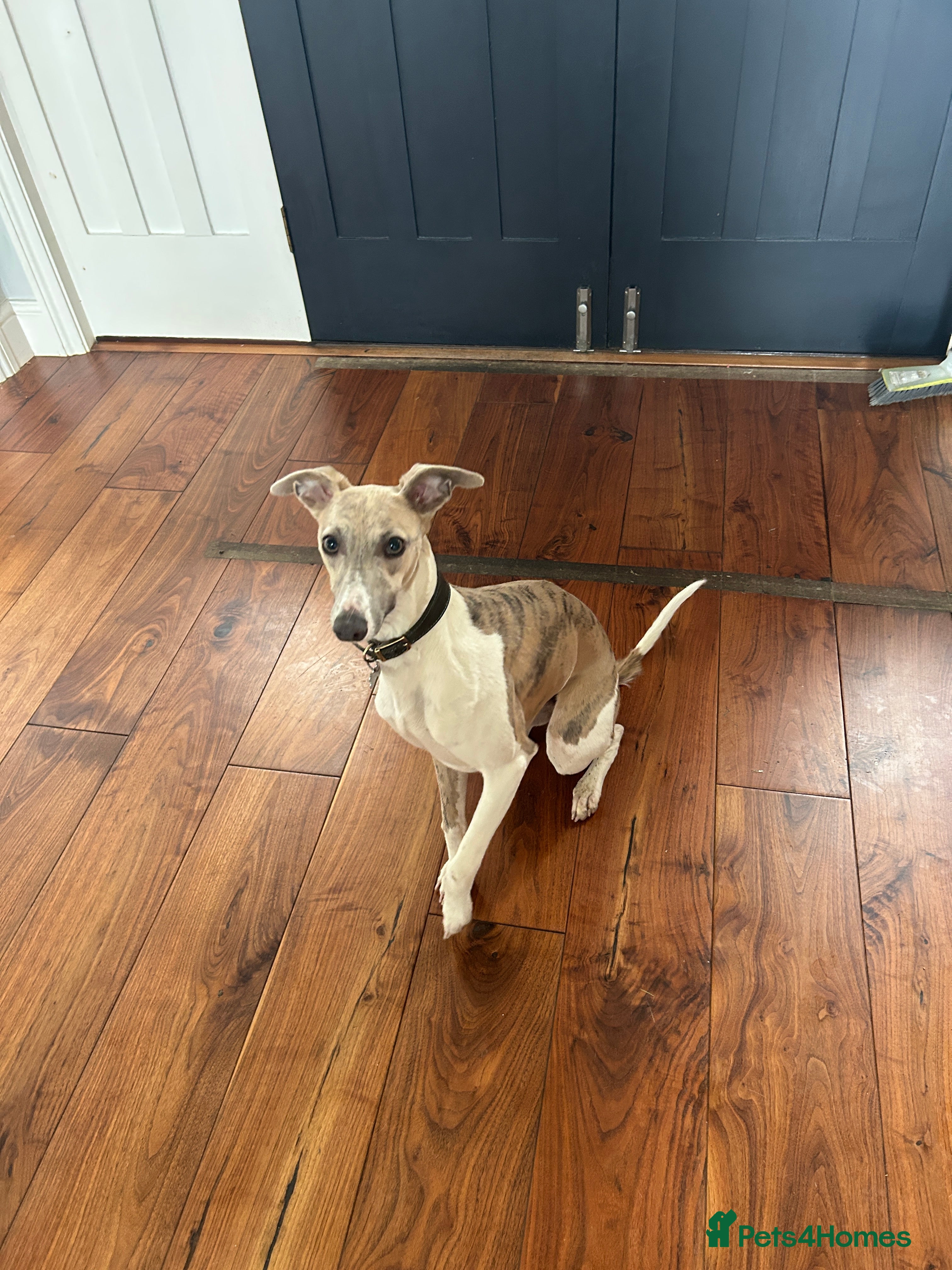 Whippet dogs Bertie; Gorgeous blue brindle whippet boy - Advert 1