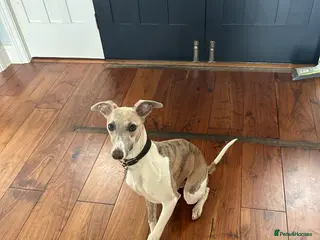 Whippet dogs Bertie; Gorgeous blue brindle whippet boy - Advert 1