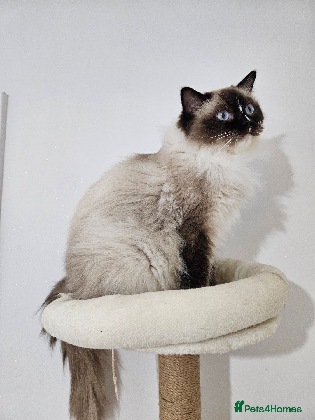 Ragdoll cats for sale: ACTIVE Tica Girl Genetic Test Certyficate  - Advert 2