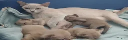 Burmese cats for sale: Beautiful Chocolate & Brown Burmese Kittens. GCCF  - Advert 5