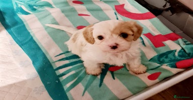 Cavapoo dogs - Advert 8