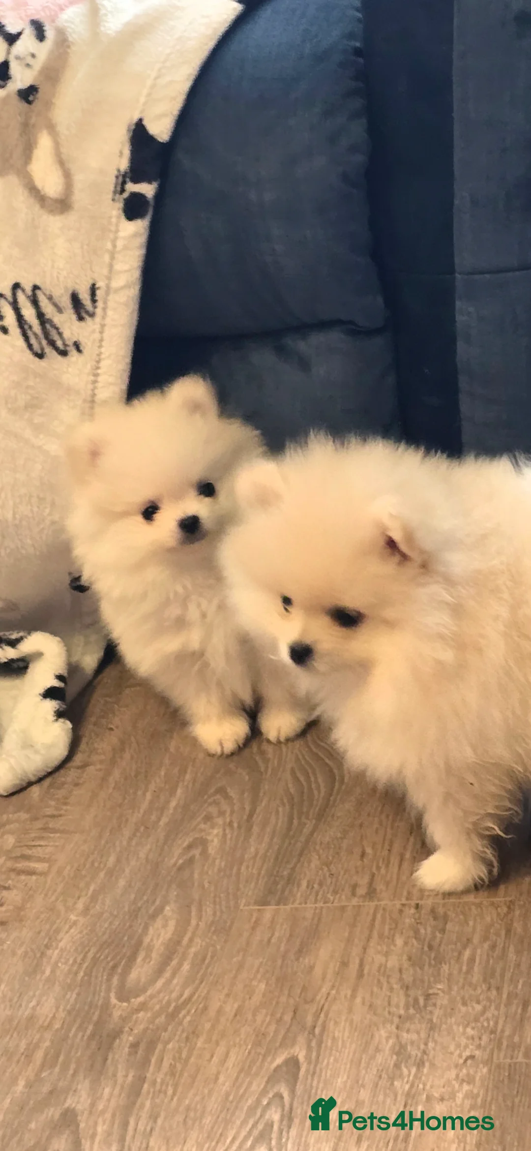Pomeranian dogs for sale: KC Tiny Fully vaccinated gorgeous White Pomeranian - Advert 40