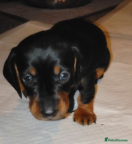 Dachshund dogs Dachshund Miniature  - Advert 15