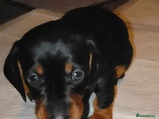 Dachshund dogs Dachshund Miniature - Advert 15