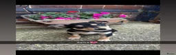 Mixed Breed dogs for sale: Collie X Kelpie  - Advert 2