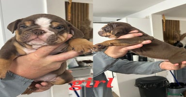 English Bulldog dogs - Advert 6